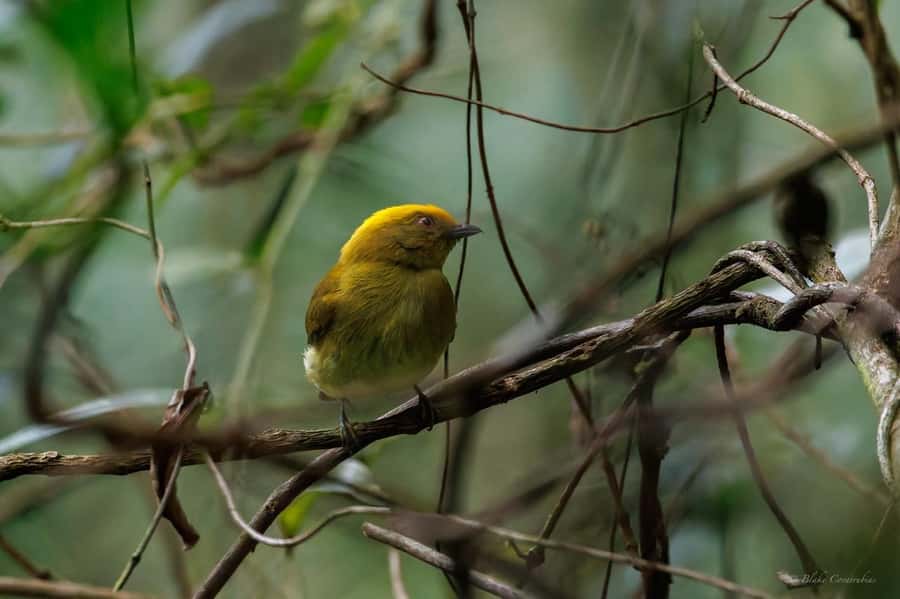 Birding Medellin with expert bird-watcher (Private) - Languages and group setup: private means your questions get answered