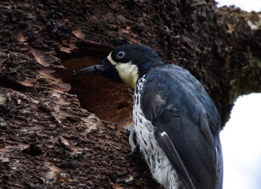 Birding Medellin with expert bird-watcher (Private) - What 150+ species really means for your morning
