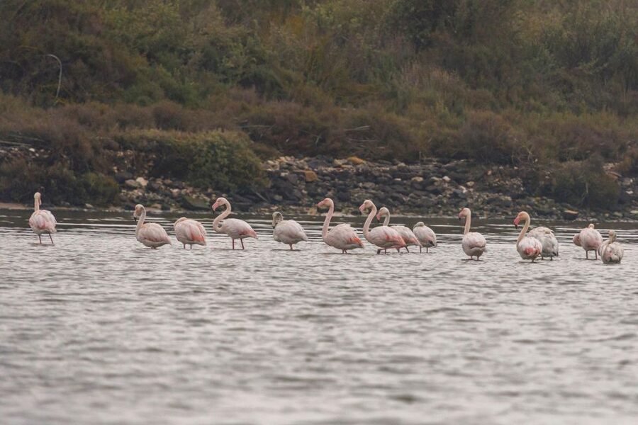 Birdwatching Boat Tour in the Tagus Estuary - Why the Tagus Estuary Feels So Close to Lisbon