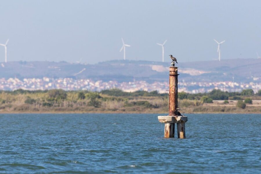 Birdwatching Boat Tour in the Tagus Estuary - 5 Things That Make This Birdwatching Boat Tour Worth Your Time