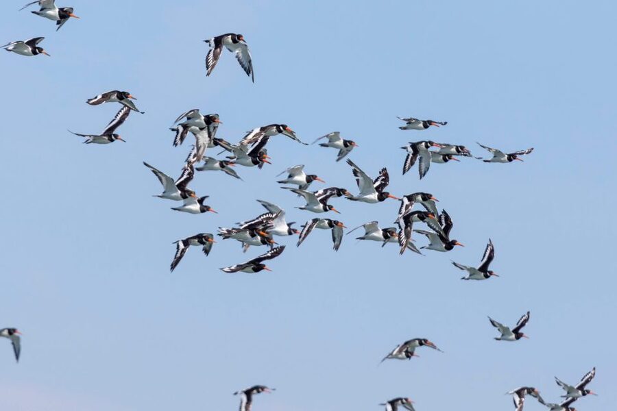 Birdwatching Boat Tour in the Tagus Estuary - Safety First, Then Off: Getting Ready for a Speedboat Cruise
