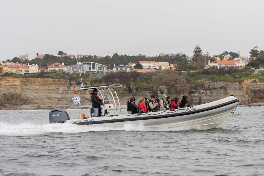 Birdwatching Boat Tour in the Tagus Estuary - Under the 25th of April Bridge: Lisbon’s Skyline Becomes Background Noise