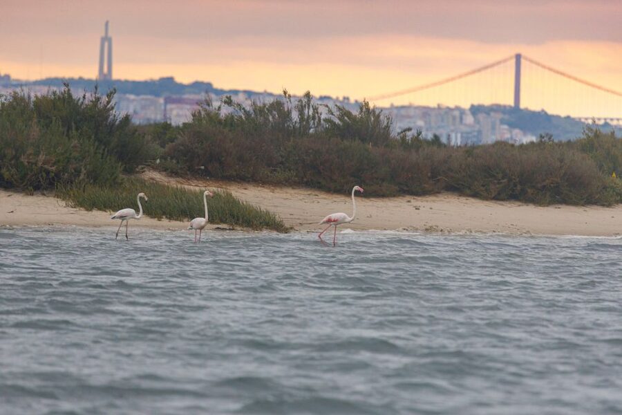 Birdwatching Boat Tour in the Tagus Estuary - Tagus Estuary Nature Reserve: The Best Two Hours for Real Bird Behavior