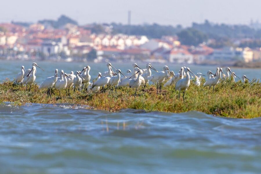 Birdwatching Boat Tour in the Tagus Estuary - What You Learn From the Ornithologist and Marine Biologist on Board