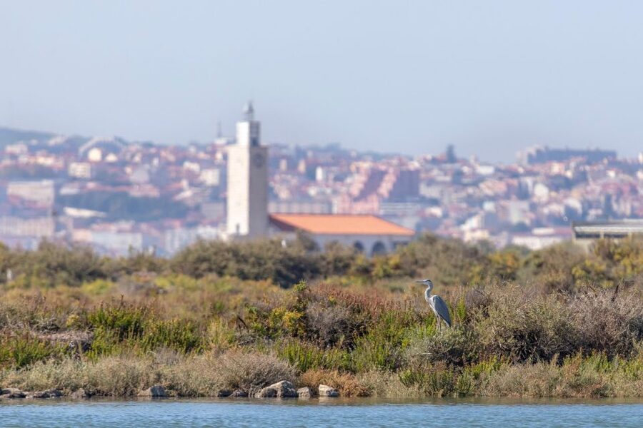 Birdwatching Boat Tour in the Tagus Estuary - Small Group Size: Why 12 People Works Better Than It Sounds