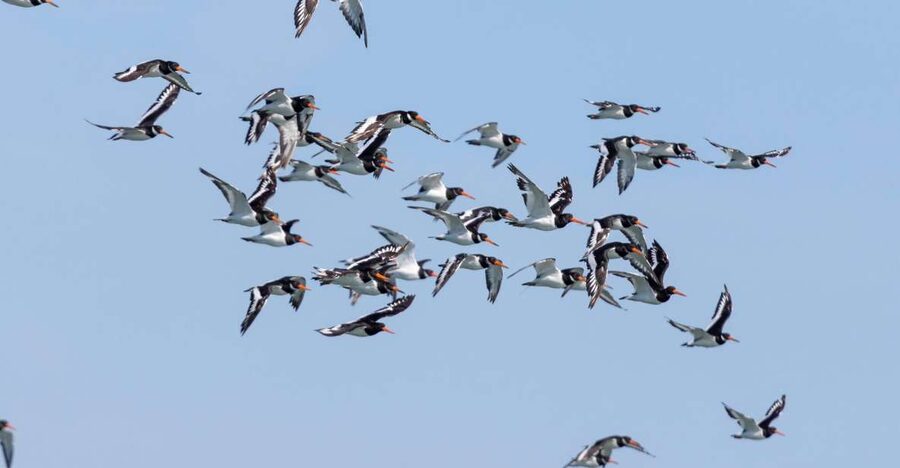 Birdwatching Boat Tour in the Tagus Estuary - Meet at Doca de Santo Amaro: The Red-Bridge Reference Point