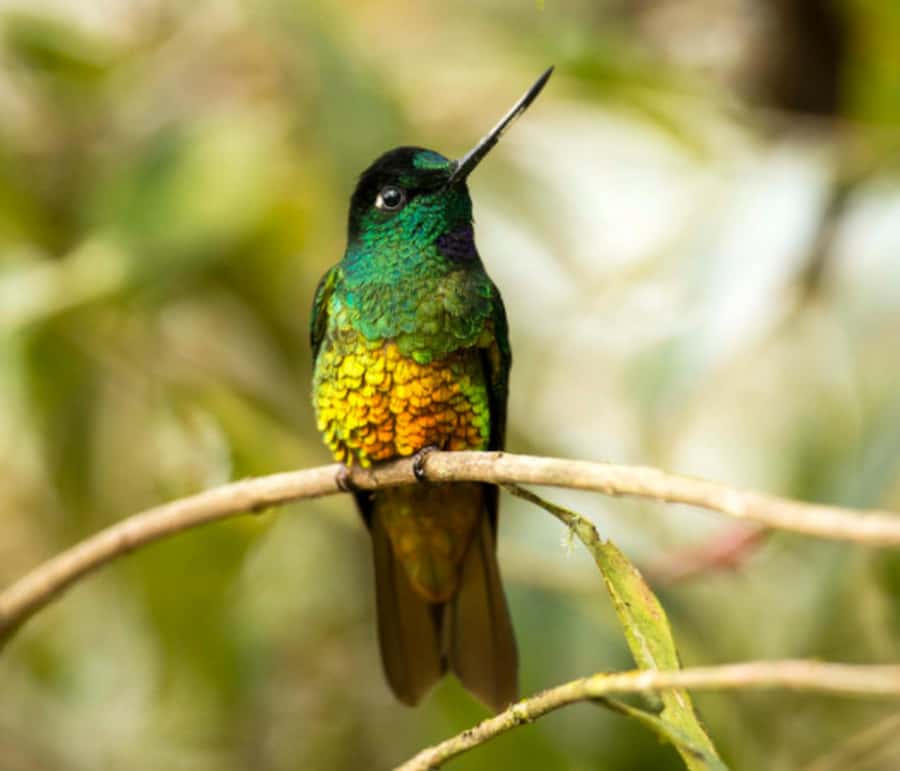 Birdwatching Day Tour at Chicaque Natural Park - Key things to know before you go