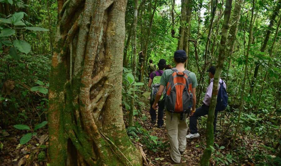 Birdwatching Day Tour at Chicaque Natural Park - Birdwatching in Chicaque: what this day trip really feels like