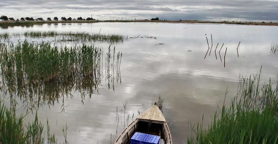 Birdwatching in the Ebro Delta - The guide factor: Eli, Pep, and David-style explanations