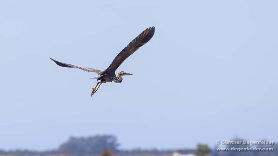 Birdwatching Solar Boat Tour Aveiro Lagon - Key things to know before you go