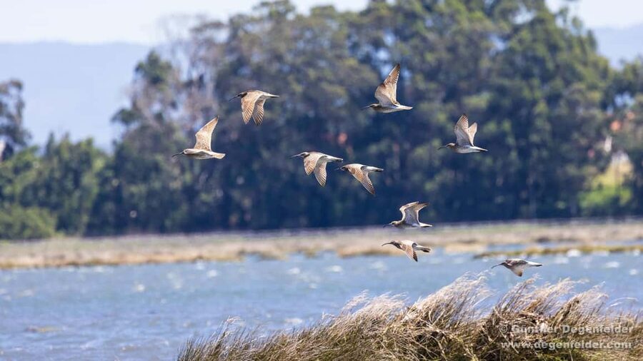 Birdwatching Solar Boat Tour Aveiro Lagon - Solar Power and Quiet Water: Why This Boat Matters for Birdwatching
