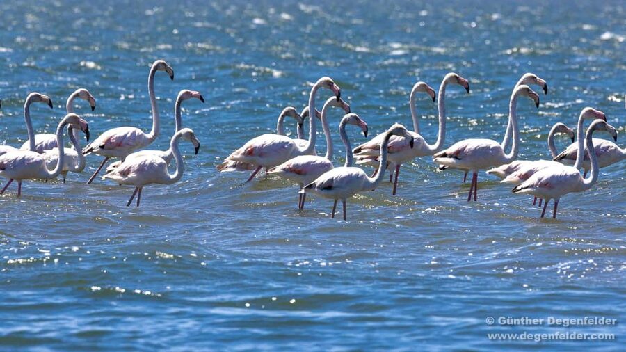 Birdwatching Solar Boat Tour Aveiro Lagon - The Ria de Aveiro Wetlands: When Birds Feed and You Get the Best Chances