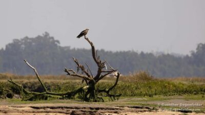 Birdwatching Solar Boat Tour Aveiro Lagon - From Cais do Sal to the Wild Side of Aveiro
