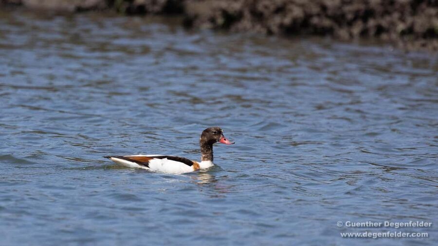 Birdwatching Solar Boat Tour Aveiro Lagon - What Makes the Experience Feel Different from Typical Aveiro Sightseeing