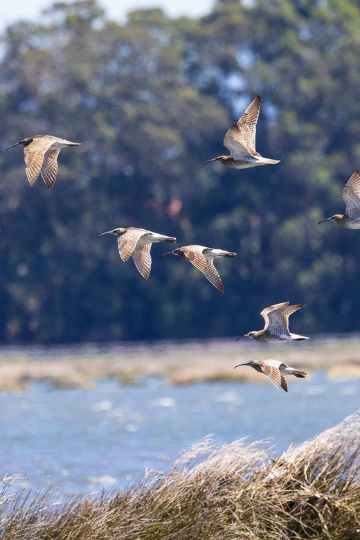 Birdwatching Solar Boat Tour Aveiro Lagon - Getting the Most Out of Your Trip
