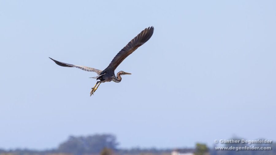 Birdwatching Solar Boat Tour Aveiro Lagon - Returning to Cais do Sal: Wrap-Up Without a Rush
