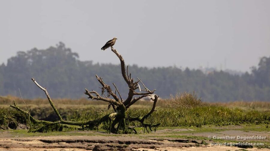 Birdwatching Solar Boat Tour Aveiro Lagon - From Cais do Sal to the Wild Side of Aveiro