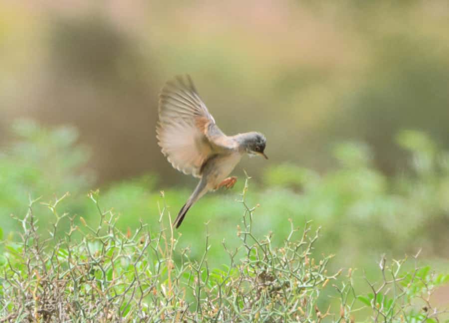Boavista: Private Birdwatching Expedition in natural Habitat - Key highlights worth knowing before you go