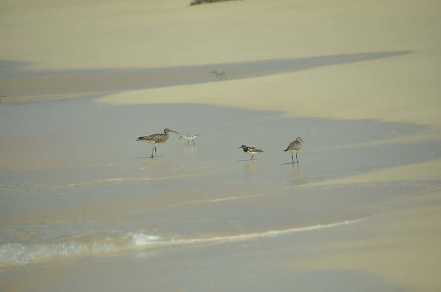 Boavista: Private Birdwatching Expedition in natural Habitat - Price and value: is $176 per person fair for this tour?