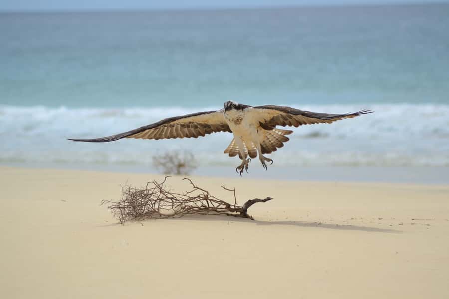 Boavista: Private Birdwatching Expedition in natural Habitat - Why Boa Vista birdwatching feels more rewarding than you expect
