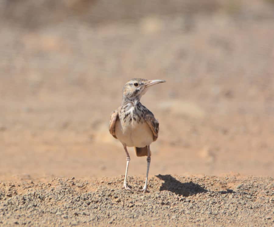 Boavista: Private Birdwatching Expedition in natural Habitat - Where you’ll likely spend time: wetlands, salt marsh edges, and viewpoints