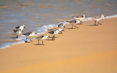 Boavista: Private Birdwatching Expedition in natural Habitat - The 4x4 Jeep ride: part transport, part strategy