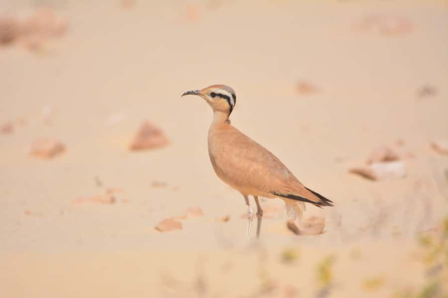 Boavista: Private Birdwatching Expedition in natural Habitat - Bird species: what you can realistically hope to see