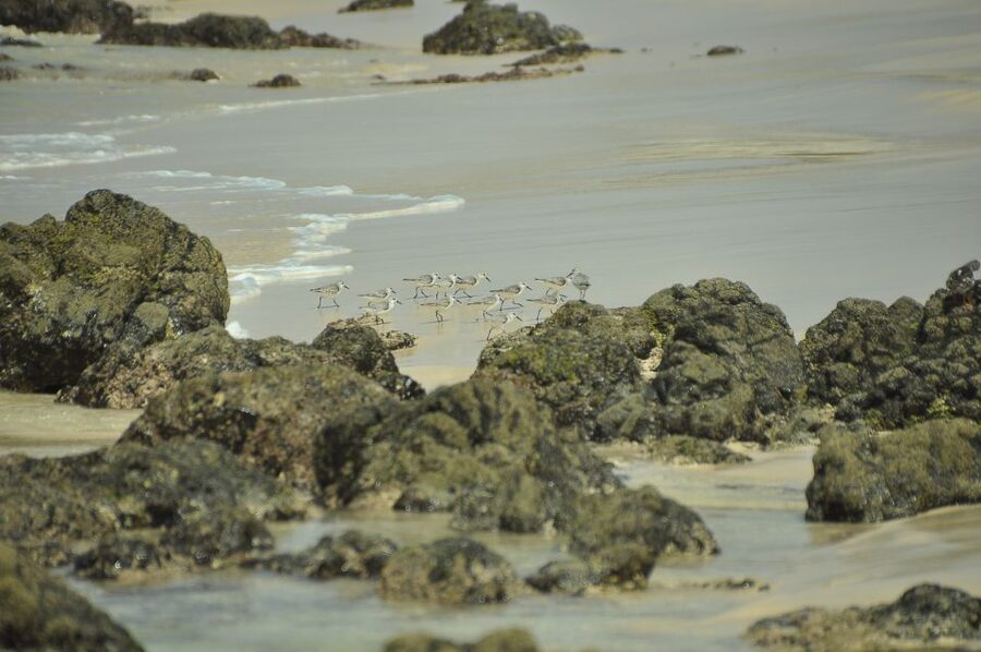 Boavista: Private Birdwatching Expedition in natural Habitat - Customization that actually matters: bringing a bird wish list