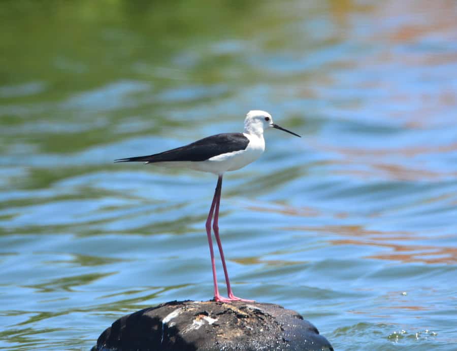 Boavista: Private Birdwatching Expedition in natural Habitat - Guide and language: you can be lucky, so plan smart