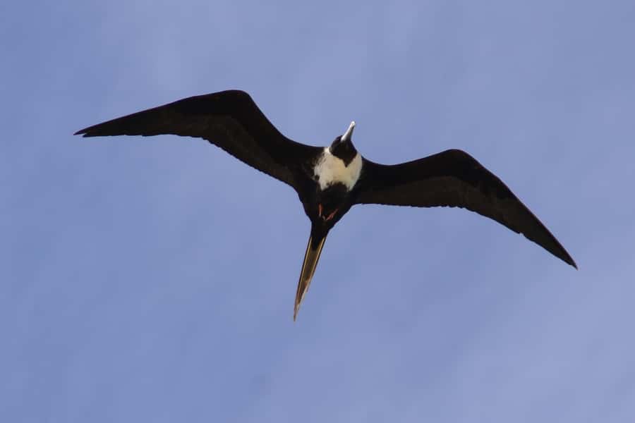 Boavista: Private Birdwatching Expedition in natural Habitat - Duration and pace: what four hours feels like on Boa Vista