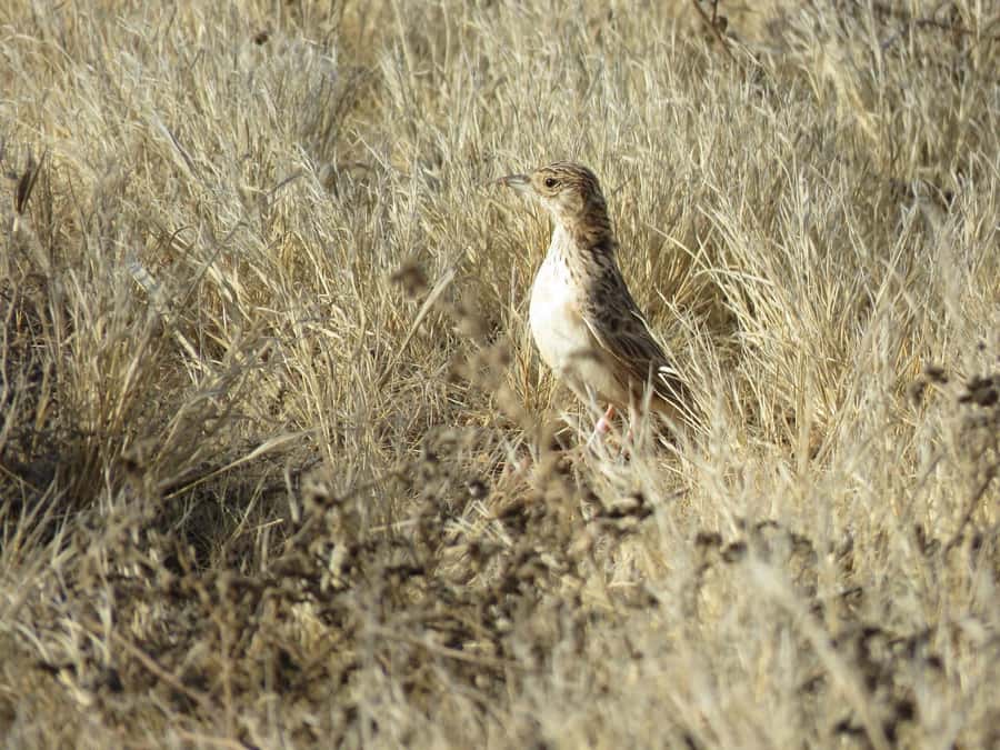 Boavista: Private Birdwatching Expedition in natural Habitat - What to bring: your bird kit for a 4x4 day