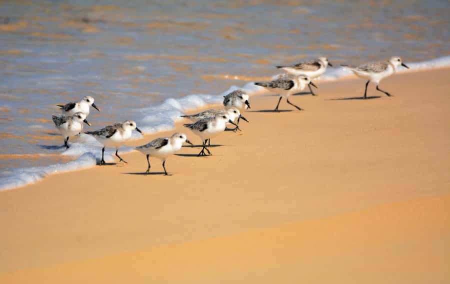 Boavista: Private Birdwatching Expedition in natural Habitat - The 4x4 Jeep ride: part transport, part strategy