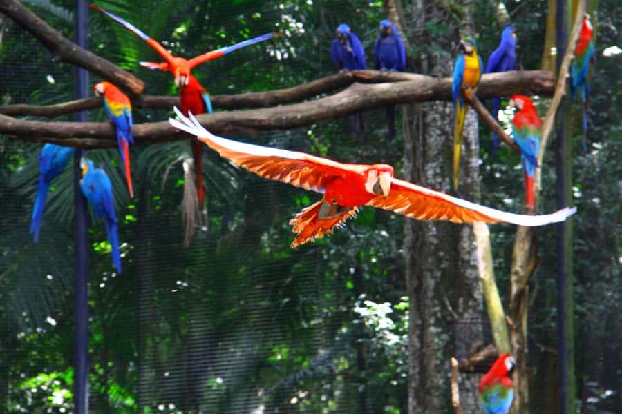 Brazilian Falls, Bird Park and Itaipu Dam - Foz do Iguaçu in 8 hours: how the pace really works