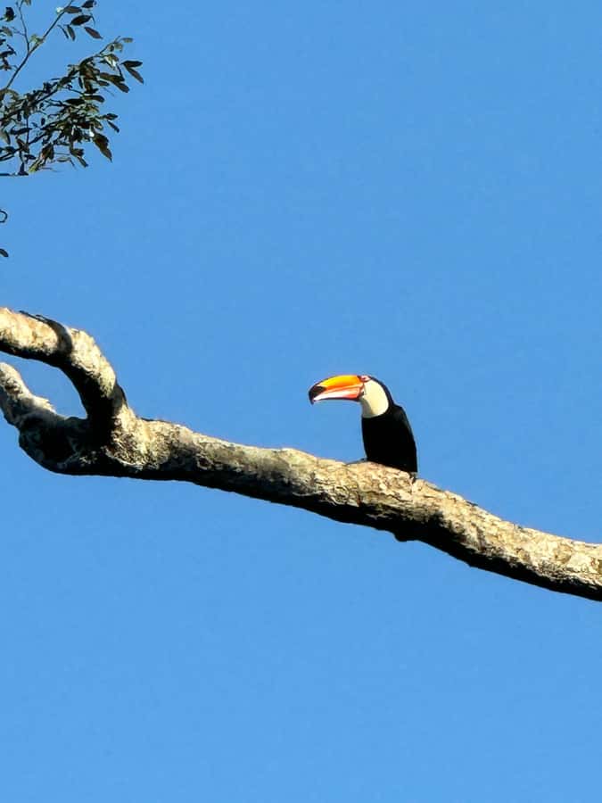 Brazilian Iguassu Falls,Bird park Boat Safari all tickets - Parque das Aves: the bird sanctuary that turns photos into a lesson