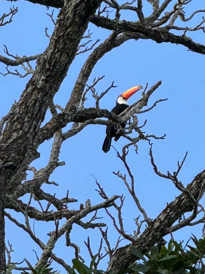 Brazilian Iguassu Falls,Bird park Boat Safari all tickets - Macuco Safari boat cruise: the closest feeling of the falls you can get