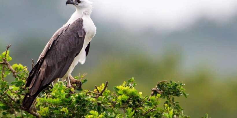 Bundala National Park Safari - Birding Paradise Tour - Key things that make this Bundala safari worth your time