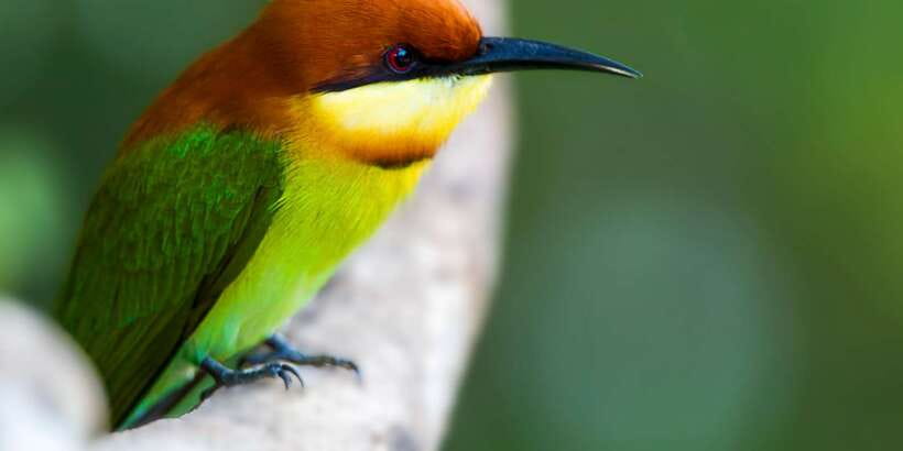 Bundala National Park Safari - Birding Paradise Tour - Who should book this Bundala bird safari?