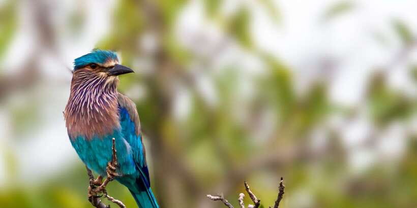 Bundala National Park Safari - Birding Paradise Tour - Bundala National Park safari: what you can realistically see in 3 hours