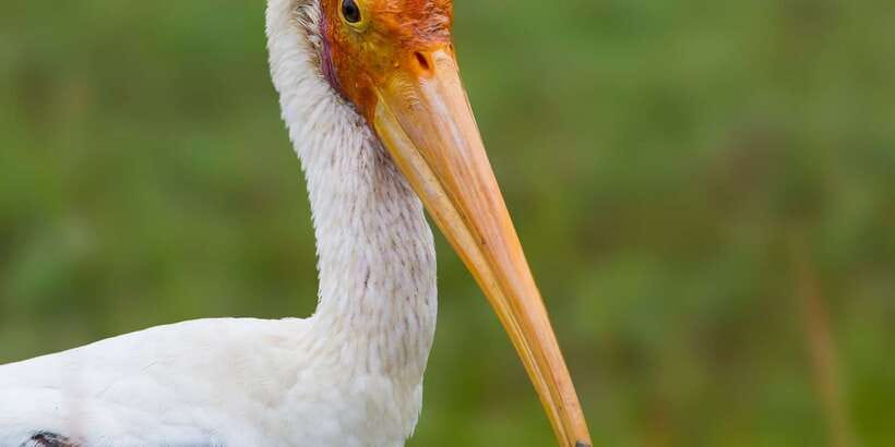 Bundala National Park Safari - Birding Paradise Tour - Entering Bundala: wetlands, lagoons, and the habitats that drive sightings