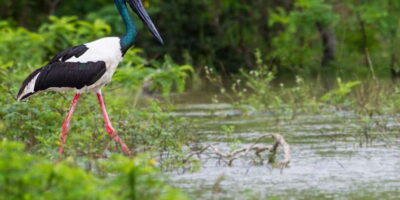 Bundala National Park Safari - Birding Paradise Tour - Golden hours birding from a safari jeep (and how to use it well)