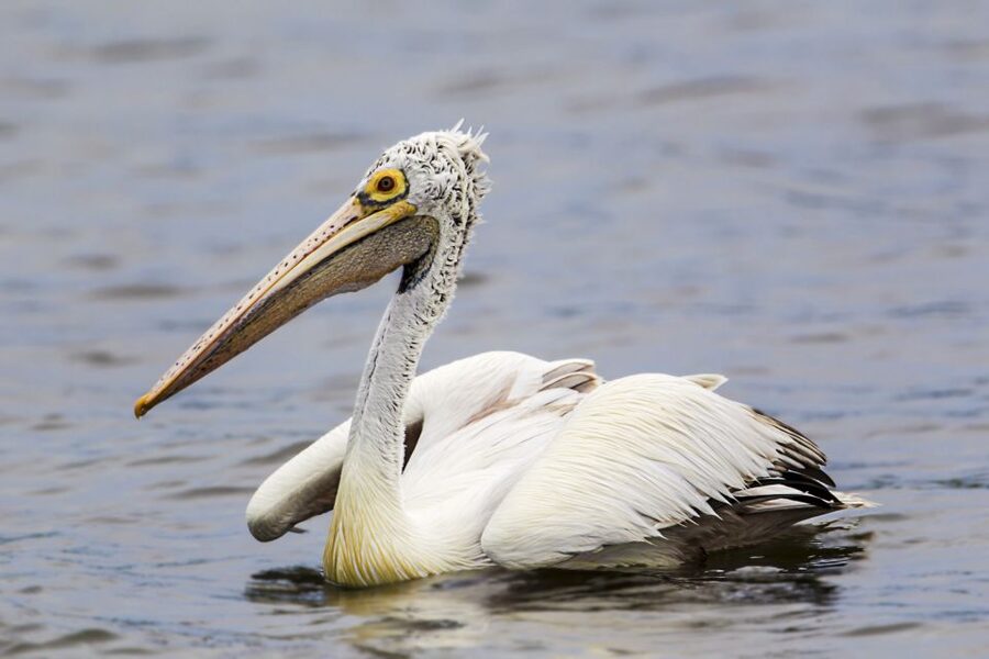 Bundala National Park Safari - Birding Paradise Tour - The mammal and reptile checklist you’ll actually care about