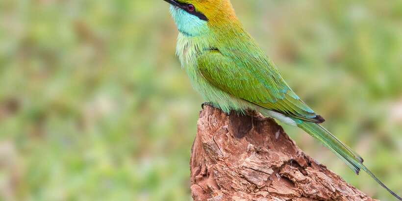 Bundala National Park Safari - Birding Paradise Tour - What the guide and jeep size mean for your experience