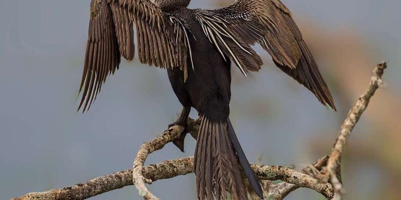 Bundala National Park Safari - Birding Paradise Tour - Price and logistics: is $43 good value?