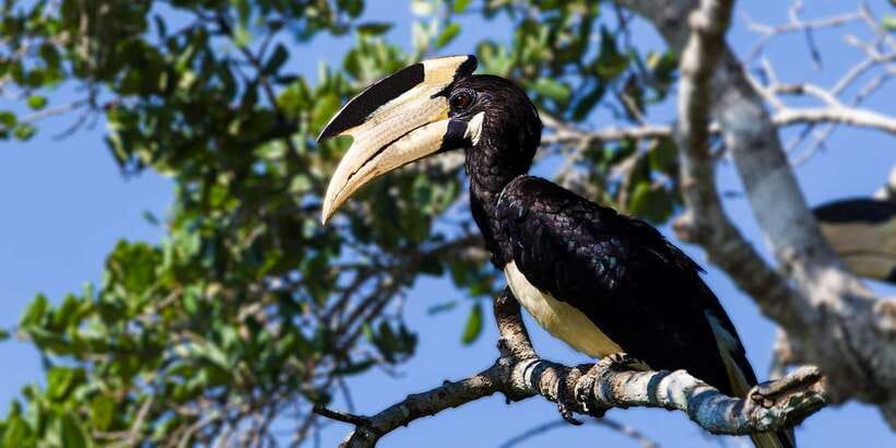 Bundala National Park Safari - Birding Paradise Tour - Timing your trip: morning vs evening safari