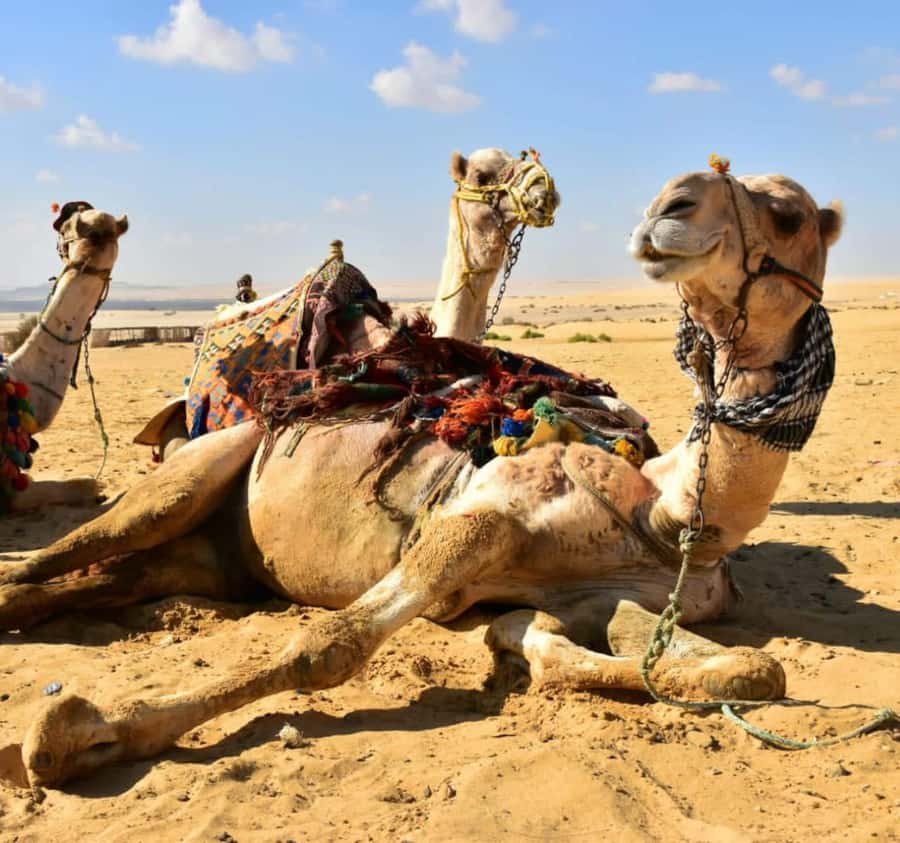 Cairo: Wadi El Ryan Fayoum Oasis &Bird Watching Private Tour - Crystal Mountain: a scenic payoff between wildlife moments