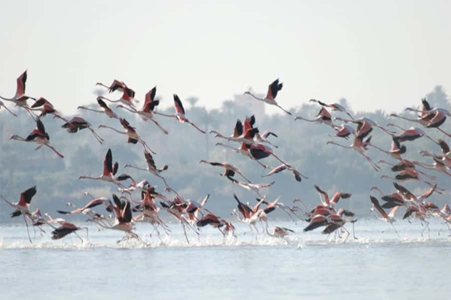 Cairo: Wadi El Ryan Fayoum Oasis &Bird Watching Private Tour - The late lunch in Fayoum: good food, plan for what’s not included