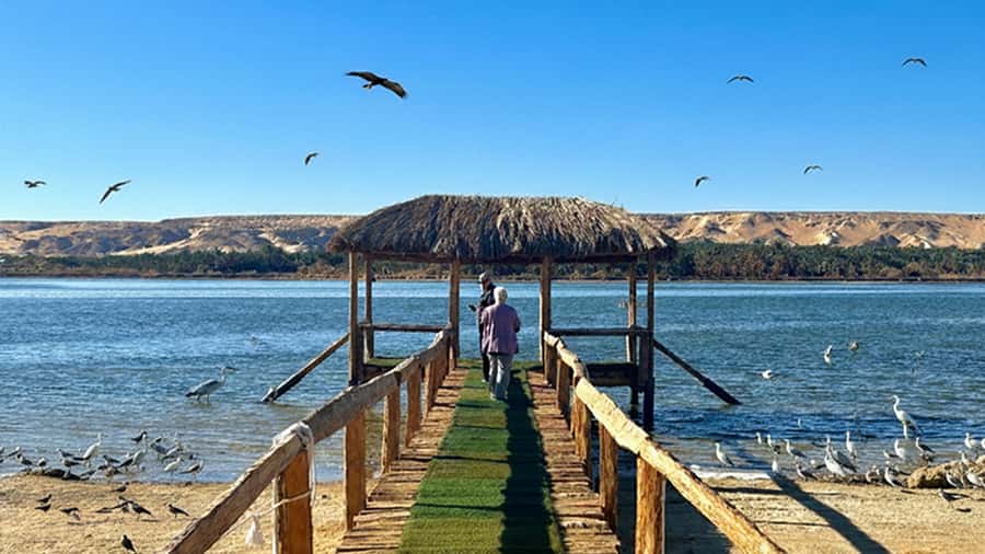 Cairo: Wadi El Ryan Fayoum Oasis &Bird Watching Private Tour - Transportation and timing: what “8 hours” feels like