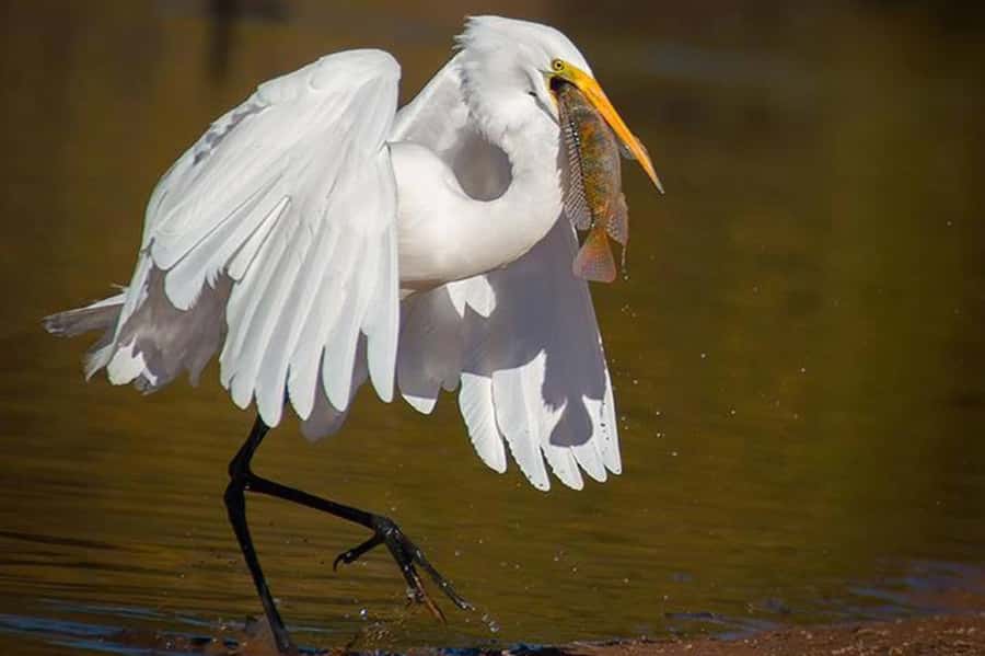 Cairo: Wadi El Ryan Fayoum Oasis &Bird Watching Private Tour - Price and value: is $121 per person fair for what you get?