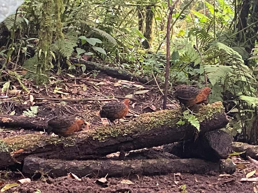 Cali: Bird Watching in The San Antonio Fog Forest - Key highlights you’ll feel on the day