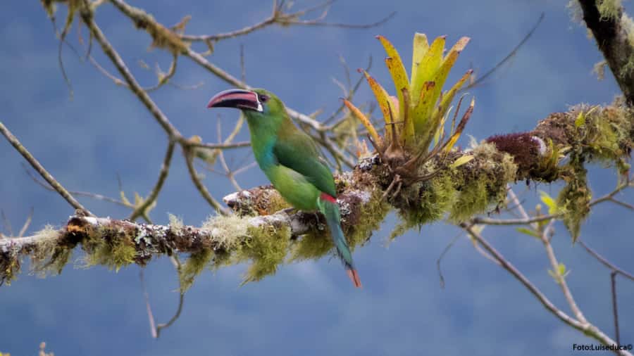 Cali: Bird Watching in The San Antonio Fog Forest - Why San Antonio Fog Forest feels different from regular bird tours
